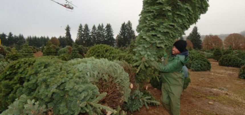 Christmas tree harvest in Corvallis OSU