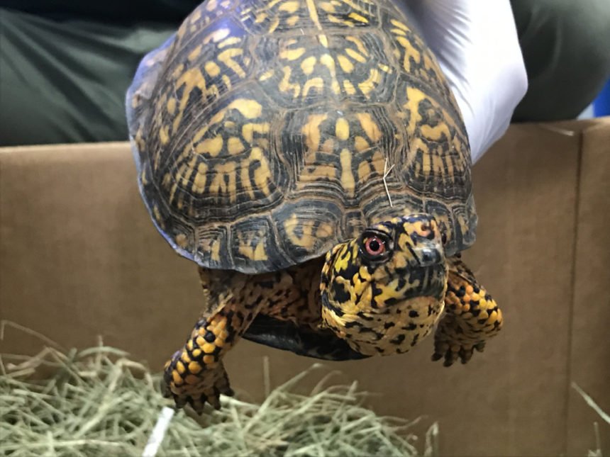 Seized Eastern box turtle