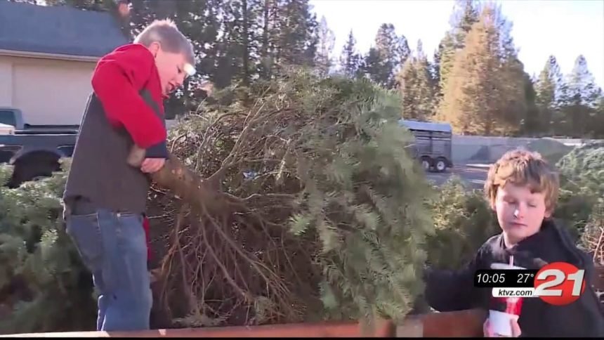 Scouts recycle Christmas trees