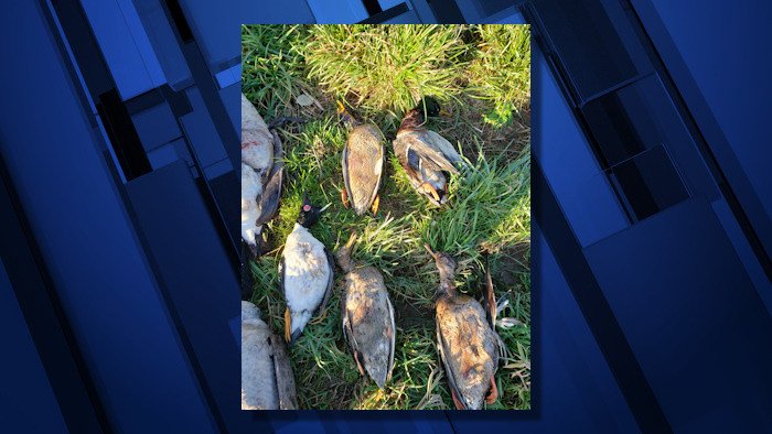 Dead ducks geese Tillamook County OSP