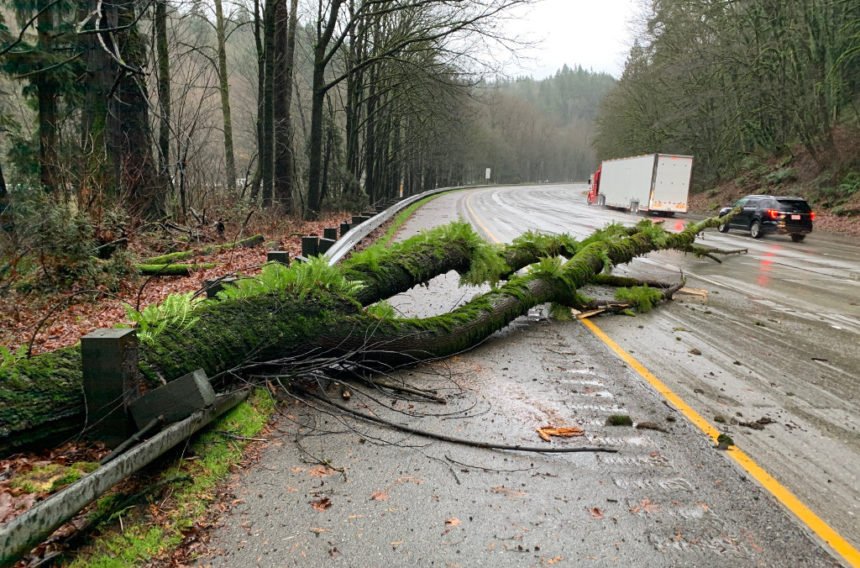 Fallen tree I-90 WSP