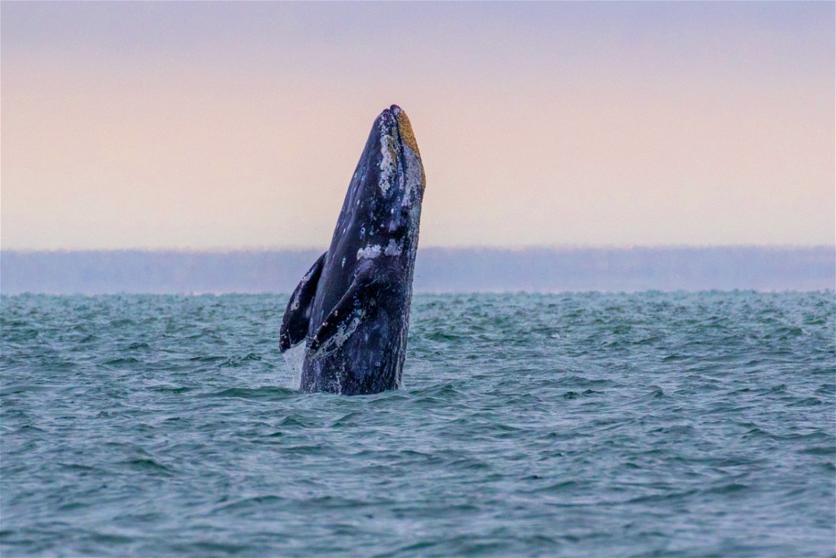 Gray whale breaches along the Oregon coast