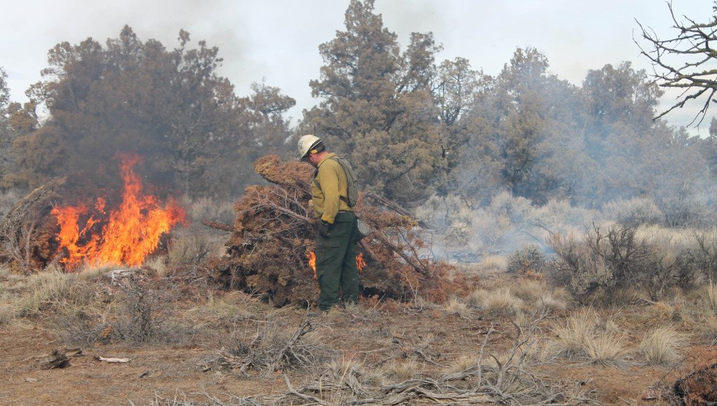 Burning juniper slash piles