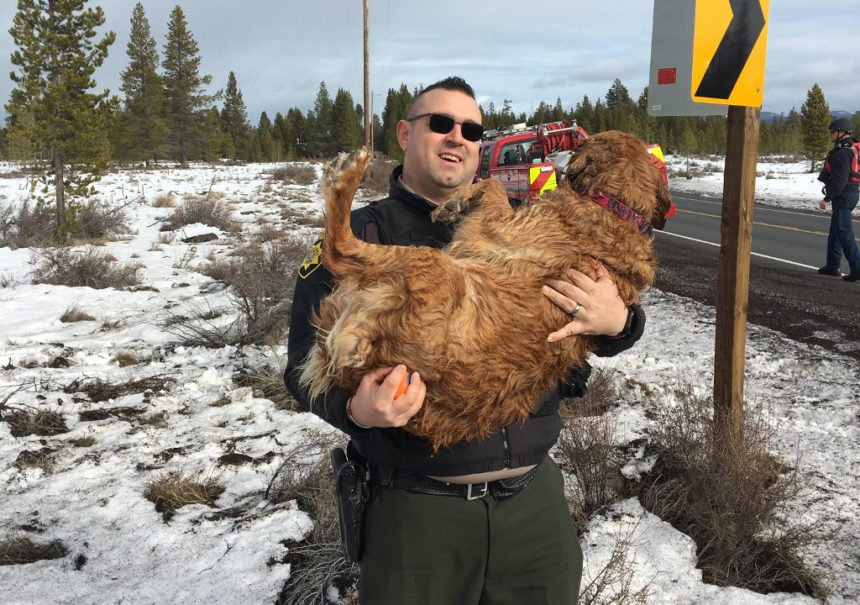 Lucy dog rescued DCSO 124-2