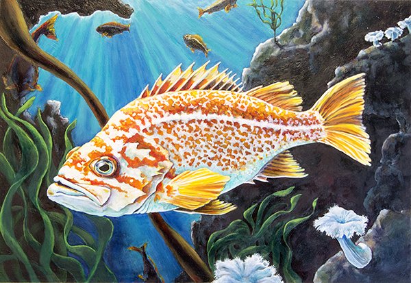 ODFW Habitat stamp Canary Rockfish - Karin Wares