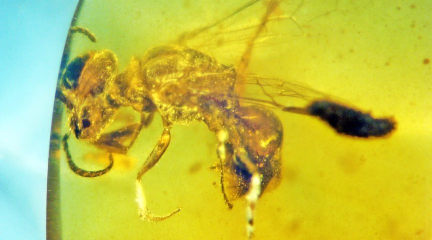 Fossilized bee OSU