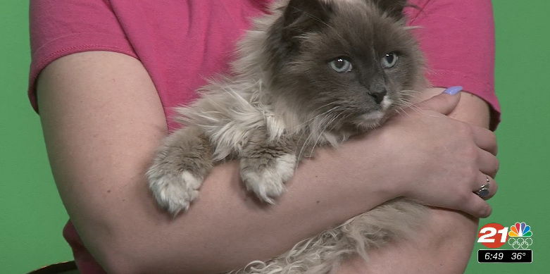 Furry Friends: Zipporah is pretty long-haired senior - KTVZ