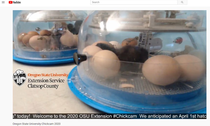 OSU Extension Chickcam