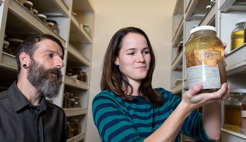 OSU researchers preserved fish