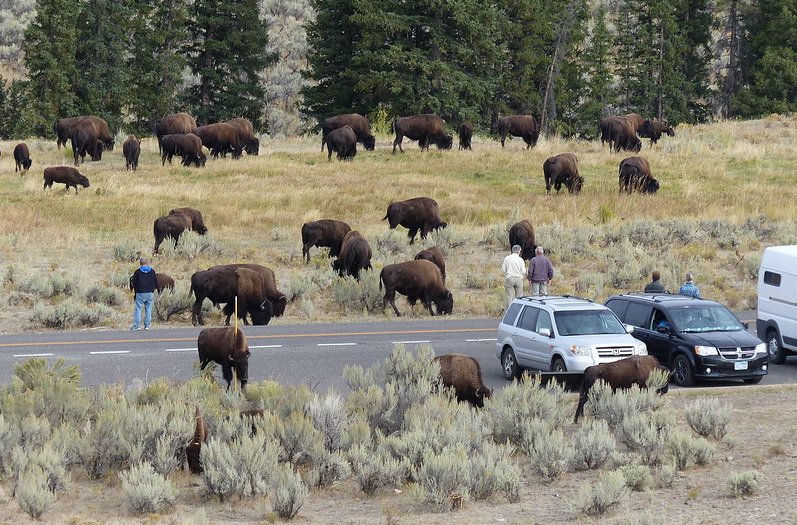 Yellowstone Park bison OSU
