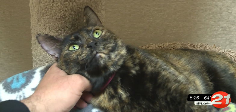 Pet Pals: Mossy Loves People - KTVZ