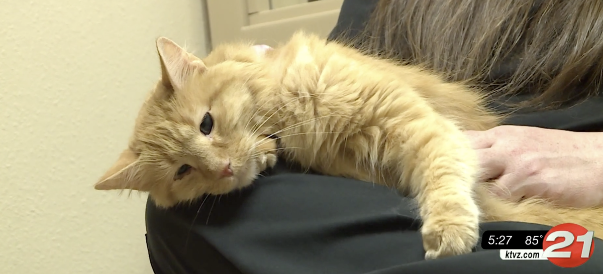 Pet Pals: Kitty needs a loving home! - KTVZ