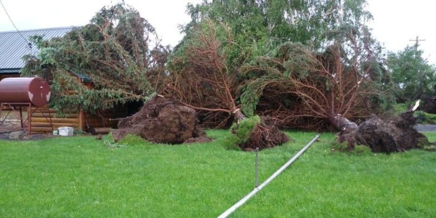 Trees toppled near Madras Jack Colton 530-1