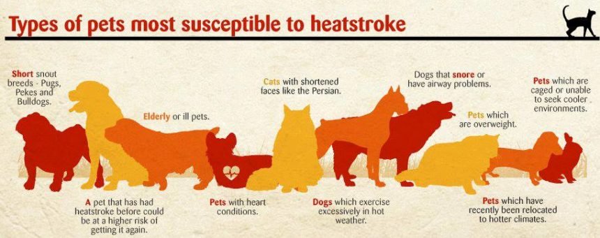 Heatstroke Susceptibility pets