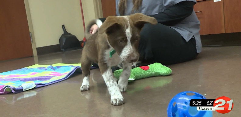 Pet Pals: Jefferson is one lively, smart puppy - KTVZ