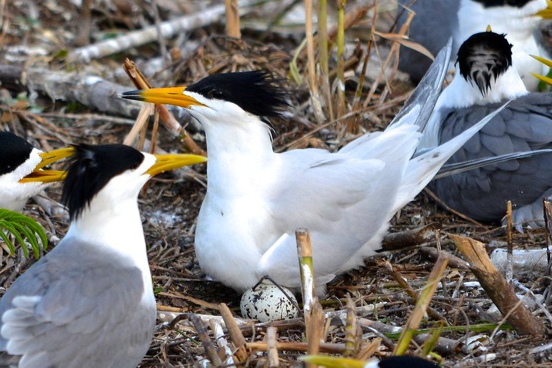 Chinese crested tern on egg