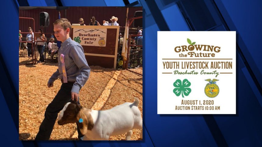 Despite pandemic Deschutes County 4 H FFA Youth Livestock Auction goes