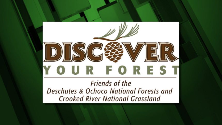 Discover Your Forest logo