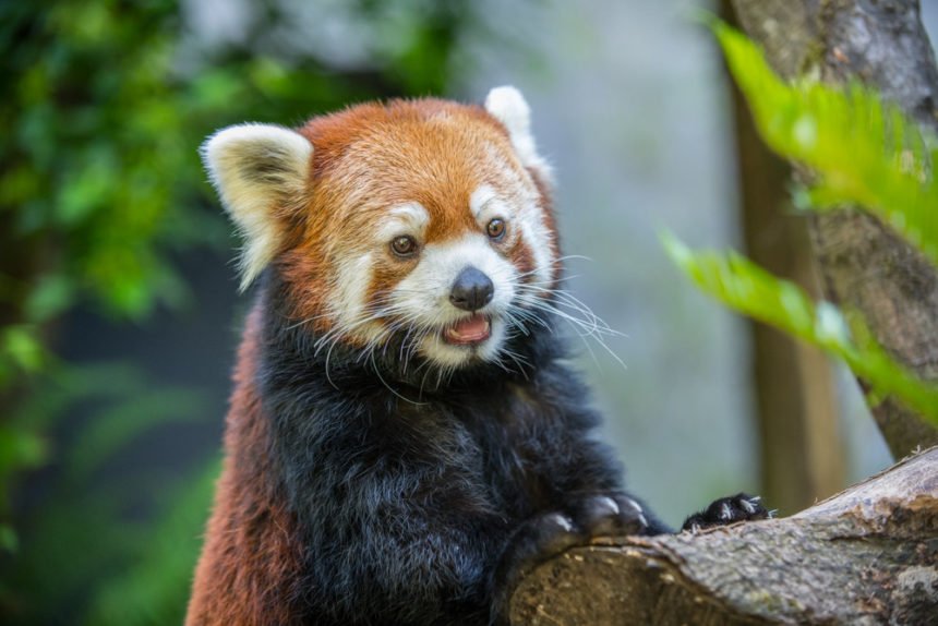 Oregon Zoo red panda Moshu
