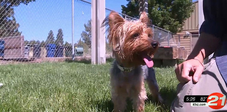 Pet Pals: Toby's a terrific terrier needing a new home - KTVZ