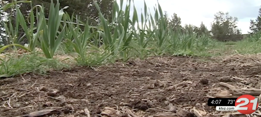 As CO drought emergency declared, Jefferson County farmers may be hit hardest - KTVZ