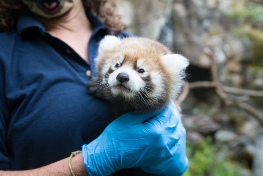 Oregon Zoo baby red panda Michael Duirham 83
