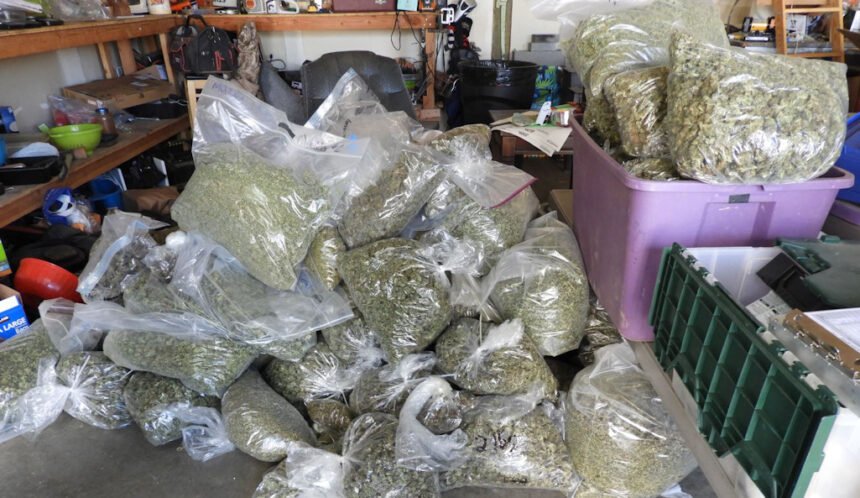 Alfalfa grow bagged marijuana DCSO 924