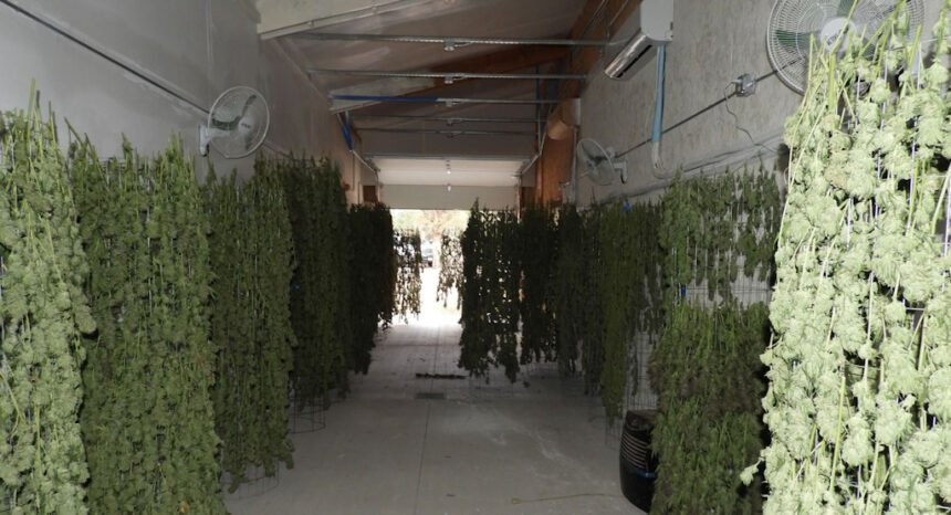 Alfalfa hanging marijuana grow 924-2