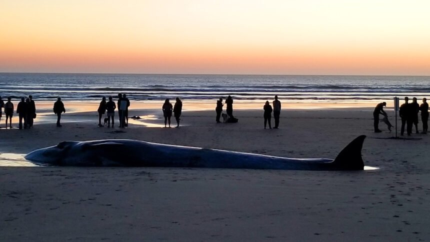 Oregon beached whale OPRD 95