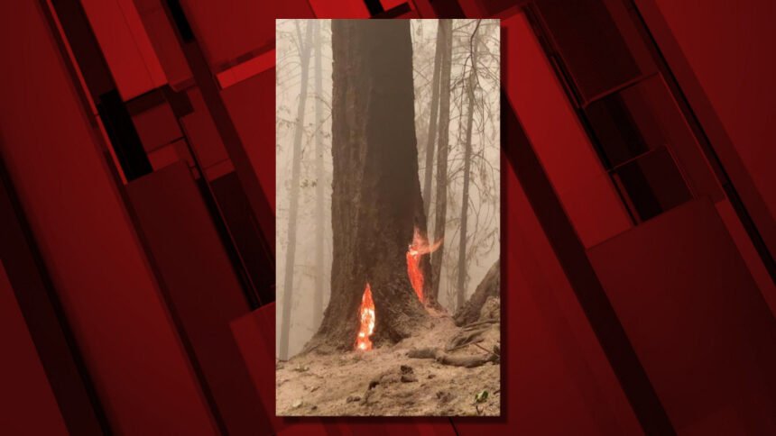 Beachie Creek Fire burning hazard tree 101