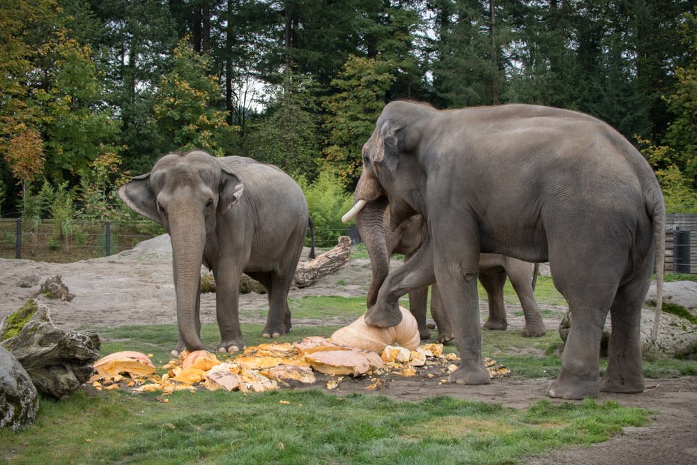 The Oregon Zoo’s Asian elephant family destroys and enjoys some giant pumpkins during this year’s Squishing of the Squash, a prelude to Howloween festivities at the zoo