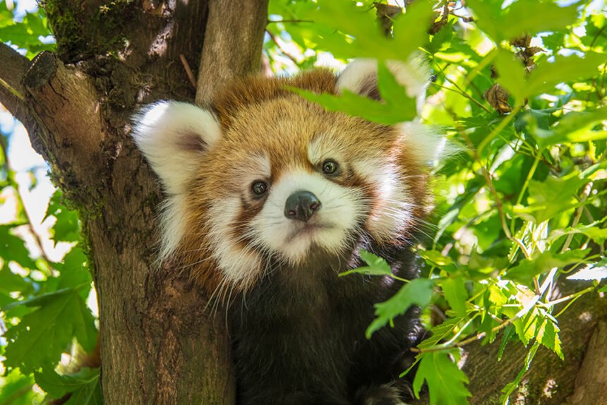 Pabu Oregon Zoo red panda cub Michael Durham