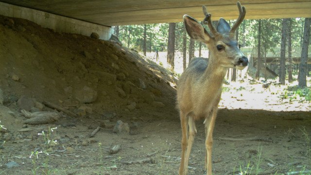 Wildlife undercrossings along Highway 97 in Central Oregon have dramatically reduced vehicle-wildlife collisions