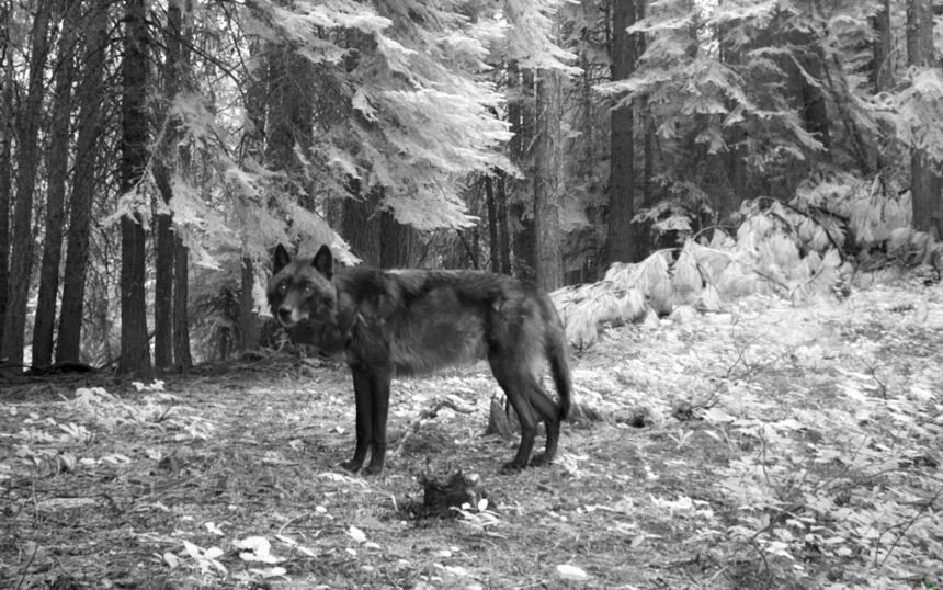Wolf killed breeding male Minam Pack ODFW