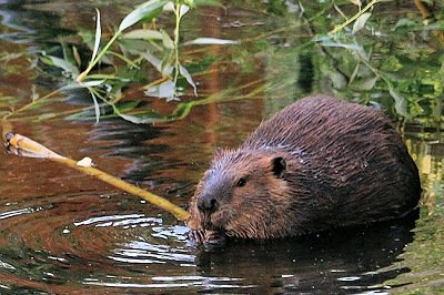 The Beaver, Oregon's state animal