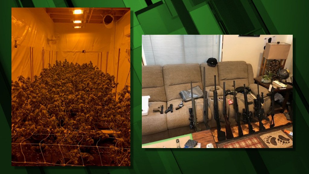 More than 500 marijuana plants, BHO lab, 14 firearms were seized in November 2020 raid on La Pine home.