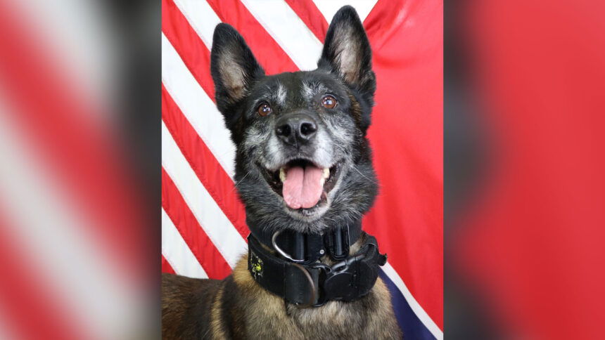 Sjaak K9
