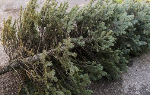 Christmas tree ready to recycle Deschutes County