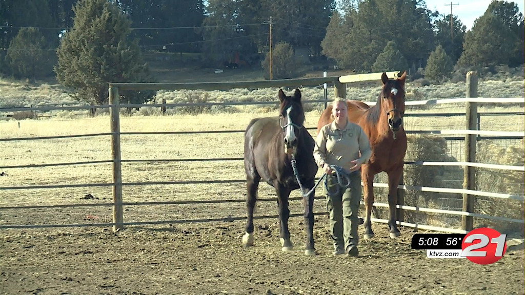 DCSO Rescue Ranch animals need new homes - KTVZ