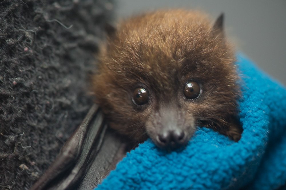  A rare Rodrigues fruit bat pup snuggles up behind the scenes at the Oregon Zoo.