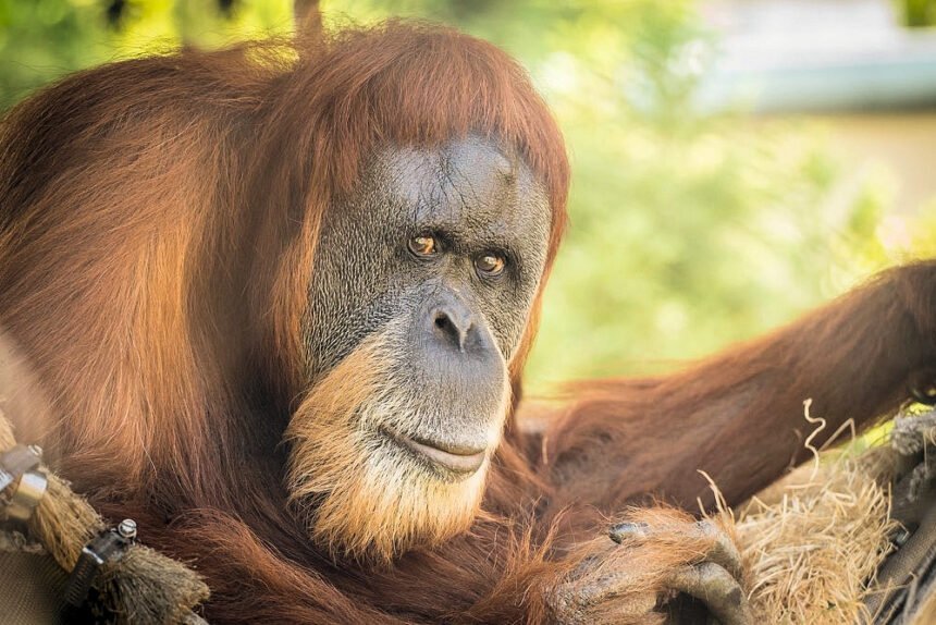 Inju-Oregon-Zoo-orangutan-