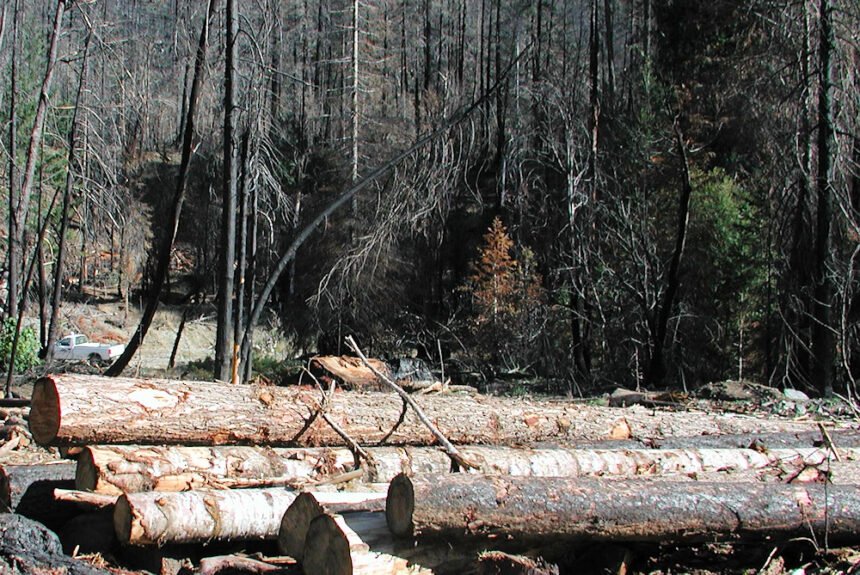 logging of burned forests ODF
