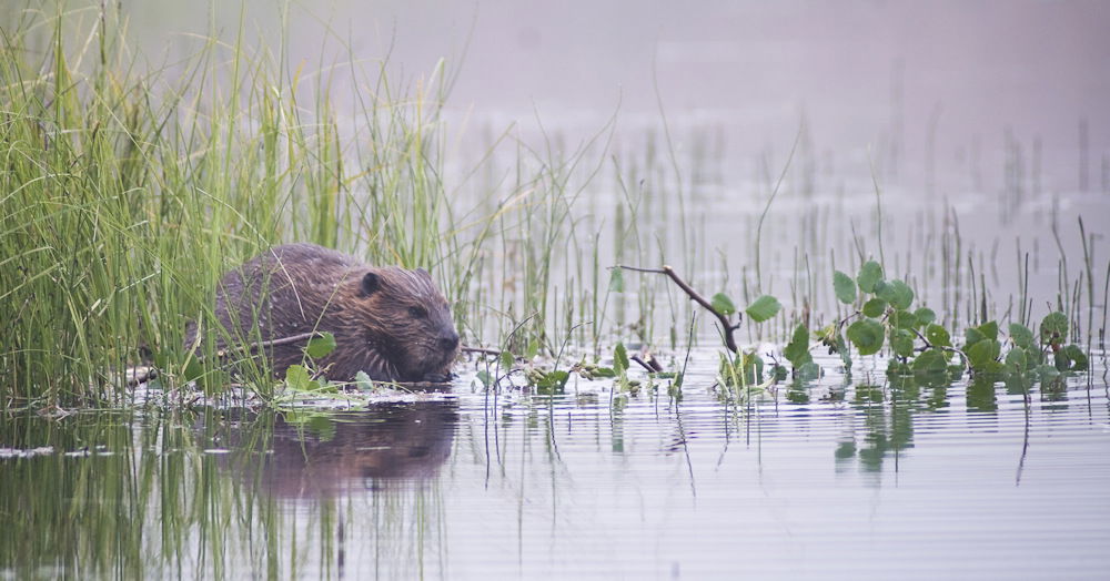 New High Desert Museum exhibit looks at beavers