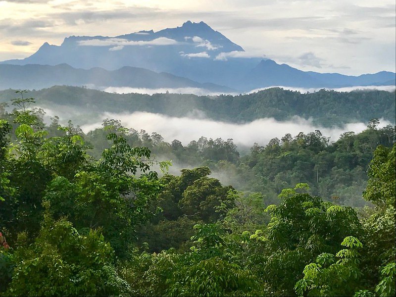 Contiguous forest in Borneo, near the Equator