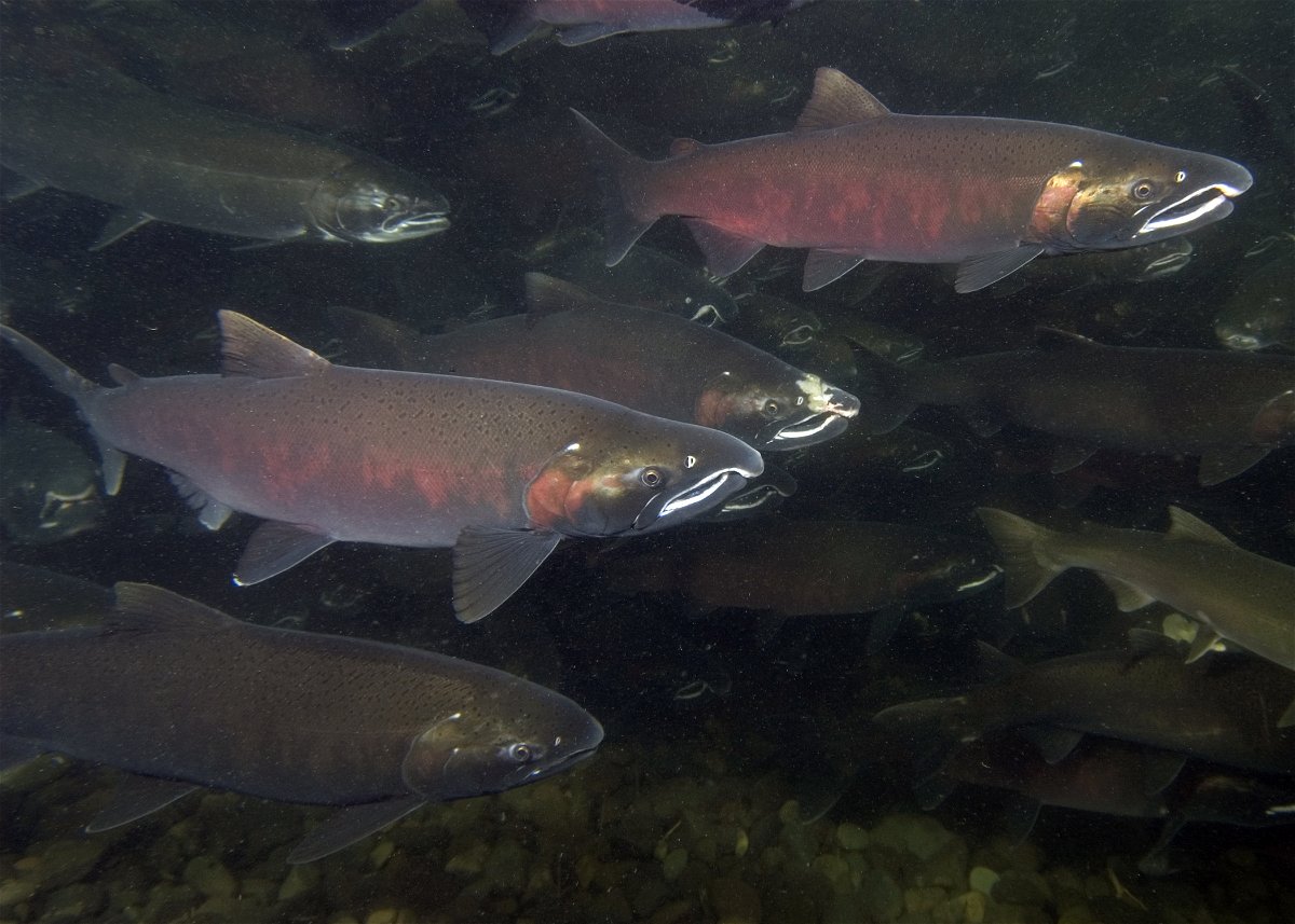 Oregon coho migration in the fall of 2009.