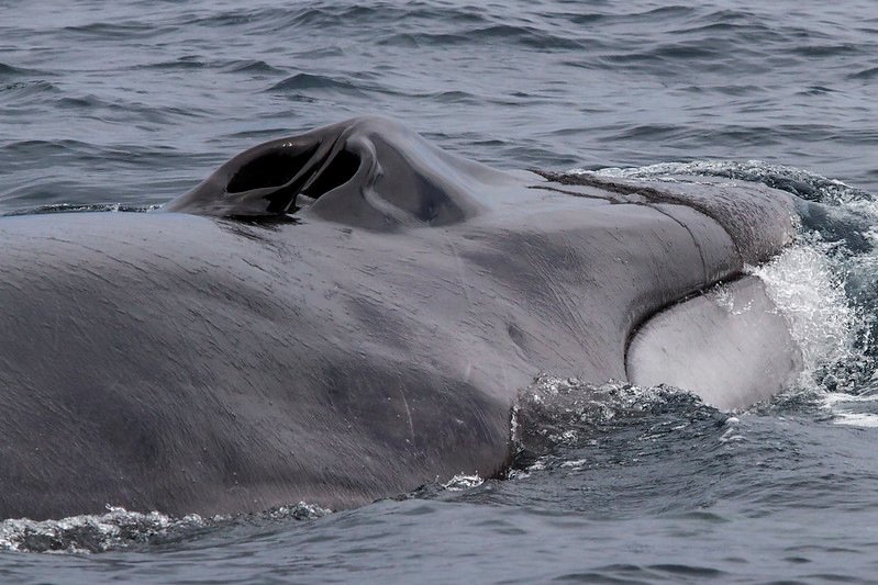 Fin whale during OSU Mammal Institute's 2014 tagging field season off Southern California
