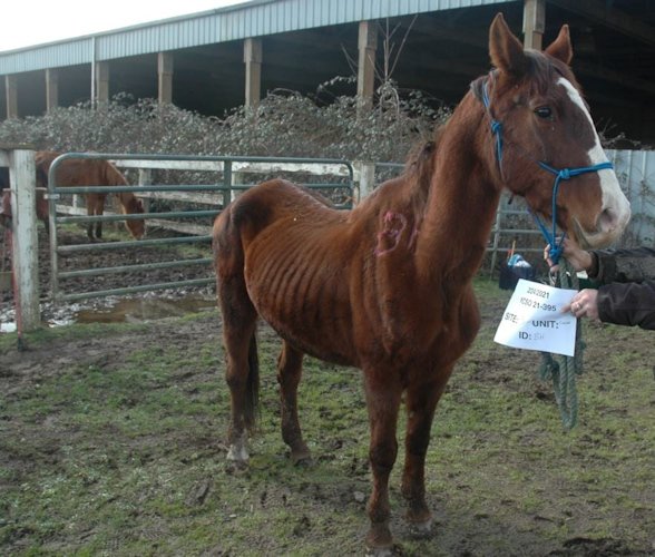 One of 48 horses seized from farm near Carlton