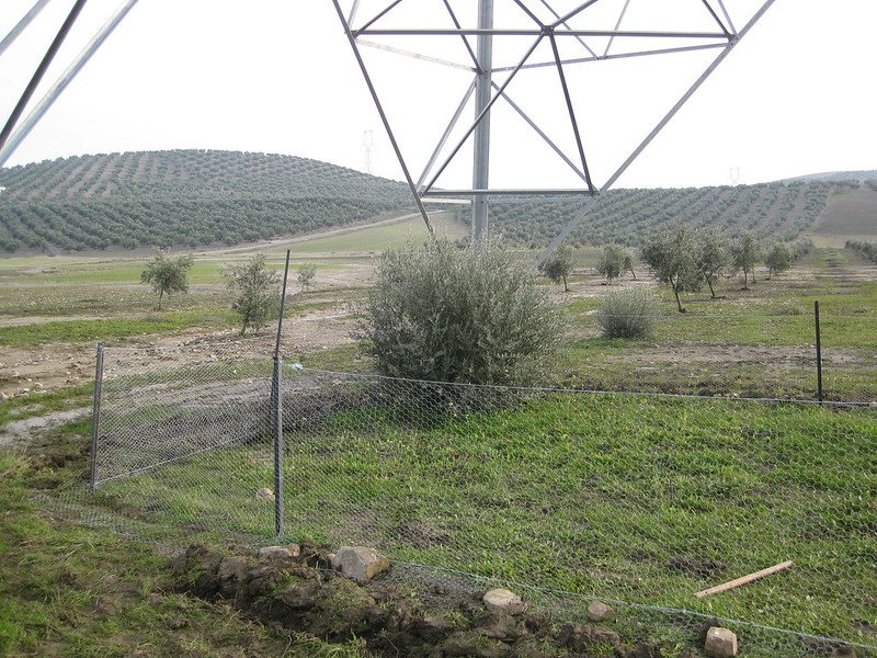 Netting protects the new native plants from herbivores beneath a power transmission line