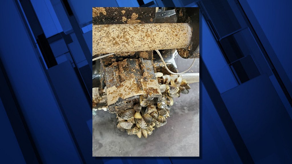 Invasive zebra mussels were found on boat during Ashland inspection