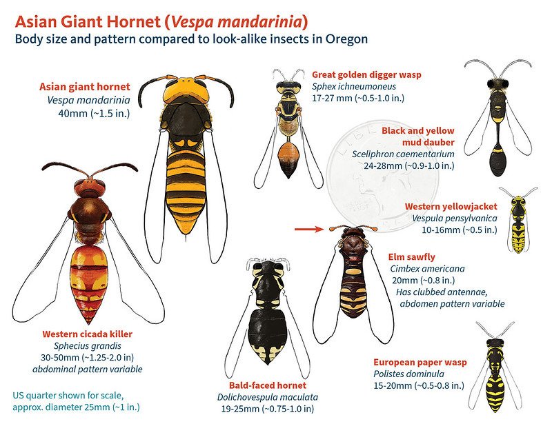 The Asian giant hornet hasn't made it to Oregon, but there are other insects that look similar